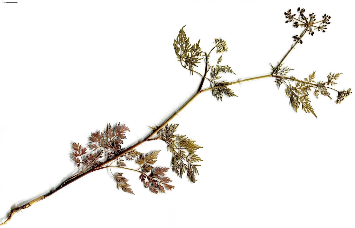 Aethusa cynapium subsp. cynapium (Apiaceae)
